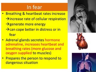 In fear 
• Breathing & heartbeat rates increase 
increase rate of cellular respiration 
generate more energy 
can cope better in distress or in 
fear 
• Adrenal glands secretes hormone 
adrenaline, increases heartbeat and 
breathing rates (more glucose and 
oxygen supplied to muscles) 
• Prepares the person to respond to 
dangerous situation 
 