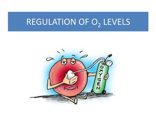 REGULATION OF O2 LEVELS 
 