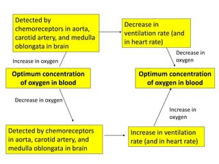 Detected by 
chemoreceptors in aorta, 
carotid artery, and medulla 
oblongata in brain 
Increase in oxygen 
Optimum concentration 
of oxygen in blood 
Decrease in 
ventilation rate (and 
in heart rate) 
Decrease in 
oxygen 
Optimum concentration 
of oxygen in blood 
Decrease in oxygen 
Detected by chemoreceptors 
in aorta, carotid artery, and 
medulla oblongata in brain 
Increase in 
oxygen 
Increase in ventilation 
rate (and in heart rate) 
 