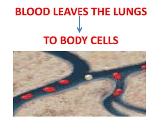 BLOOD LEAVES THE LUNGS 
TO BODY CELLS 
 