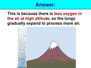 Answer: 
This is because there is less oxygen in 
the air at high altitude, so the lungs 
gradually expand to process more air. 
 