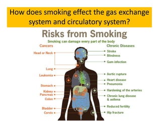 How does smoking effect the gas exchange 
system and circulatory system? 
 