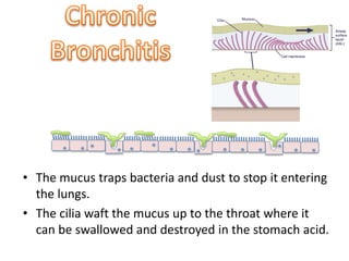 • The mucus traps bacteria and dust to stop it entering 
the lungs. 
• The cilia waft the mucus up to the throat where it 
can be swallowed and destroyed in the stomach acid. 
 