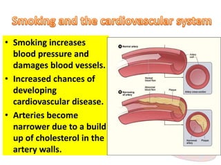 • Smoking increases 
blood pressure and 
damages blood vessels. 
• Increased chances of 
developing 
cardiovascular disease. 
• Arteries become 
narrower due to a build 
up of cholesterol in the 
artery walls. 
 