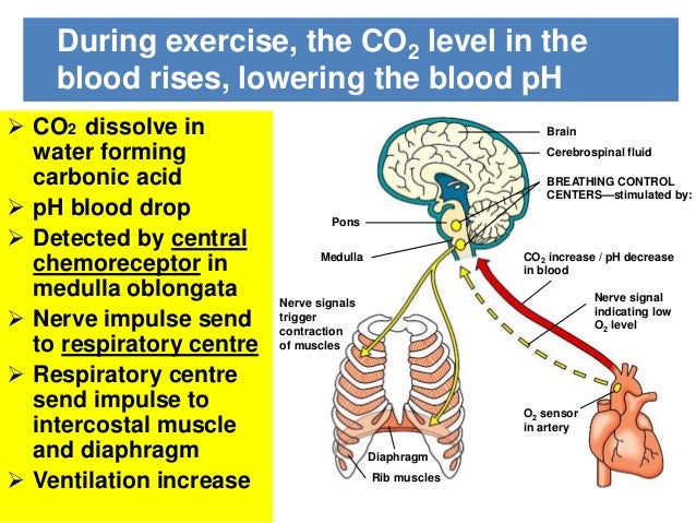 how does muscle contraction affect depth of respiration Factors that affect the rate and depth of respiration that requires muscle contraction for both inspiration and expiration of breathing that occurs at rest . how does muscle contraction affect depth of respiration Factors that affect the rate and depth of respiration that requires muscle contraction for both inspiration and expiration of breathing that occurs at rest .