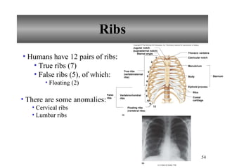 Chapter 7 Skeletal System | PPT