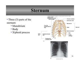 Sternum Configuration Chapter 7 Skeletal System | PPT