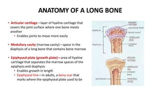 ANATOMY OF A LONG BONE
• Articular cartilage—layer of hyaline cartilage that
covers the joint surface where one bone meets
another
• Enables joints to move more easily
• Medullary cavity (marrow cavity)—space in the
diaphysis of a long bone that contains bone marrow
• Epiphyseal plate (growth plate)—area of hyaline
cartilage that separates the marrow spaces of the
epiphysis and diaphysis
• Enables growth in length
• Epiphyseal line—in adults, a bony scar that
marks where the epiphyseal plate used to be
 