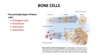 BONE CELLS
• Four principal types of bone
cells:
 Osteogenic cells
 Osteoblasts
 Osteocytes
 Osteoclasts
Bone Cells and Their Development. (a) Osteogenic cells give rise to
osteoblasts, which deposit matrix around themselves and transform
into osteocytes. (b) Bone marrow stem cells fuse to form osteoclast.
© McGraw-Hill Companies
 