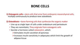 BONE CELLS
1) Osteogenic cells—stem cells that arise from embryonic mesenchymal cells;
multiply continuously to produce new osteoblasts
2) Osteoblasts—bone-forming cells that synthesize the organic matter
• Line up as single layer of cells under endosteum and periosteum
• They are nonmitotic; They originate from osteogenic cells
• Secrete a hormone called osteocalcin, which:
Stimulates insulin secretion of pancreas
Increases insulin sensitivity in adipocytes which limit the growth of
adipose tissue
 