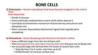 BONE CELLS
3) Osteocytes—former osteoblasts that have become trapped in the matrix
they
have deposited
• Reside in lacunae
• Some osteocytes reabsorb bone matrix while others deposit it
• Contribute to homeostatic mechanism of bone density and calcium and
phosphate ions
• When stressed, they produce biochemical signals that regulate bone
remodeling
4) Osteoclasts—bone-dissolving cells found on the bone surface
• Have a different origin from the rest of bone cells
• They develop from the same bone marrow stem cells that give rise to blood cells
• Are unusually large cells formed from the fusion of several stem cells
• Typically have 3 to 4 nuclei, may have up to 50
• Ruffled border to increase surface area
 