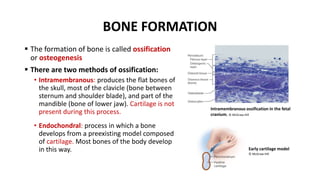 BONE FORMATION
 The formation of bone is called ossification
or osteogenesis
 There are two methods of ossification:
• Intramembranous: produces the flat bones of
the skull, most of the clavicle (bone between
sternum and shoulder blade), and part of the
mandible (bone of lower jaw). Cartilage is not
present during this process.
• Endochondral: process in which a bone
develops from a preexisting model composed
of cartilage. Most bones of the body develop
in this way.
Intramembranous ossification in the fetal
cranium. © McGraw-Hill
Early cartilage model
© McGraw-Hill
 