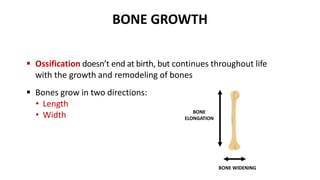  Ossification doesn’t end at birth, but continues throughout life
with the growth and remodeling of bones
 Bones grow in two directions:
• Length
• Width
BONE GROWTH
BONE
ELONGATION
BONE WIDENING
 