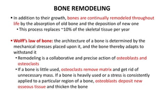 BONE REMODELING
 In addition to their growth, bones are continually remodeled throughout
life by the absorption of old bone and the deposition of new one
• This process replaces ~10% of the skeletal tissue per year
 Wolff’s law of bone: the architecture of a bone is determined by the
mechanical stresses placed upon it, and the bone thereby adapts to
withstand it
• Remodeling is a collaborative and precise action of osteoblasts and
osteoclasts
• If a bone is little used, osteoclasts remove matrix and get rid of
unnecessary mass. If a bone is heavily used or a stress is consistently
applied to a particular region of a bone, osteoblasts deposit new
osseous tissue and thicken the bone
 