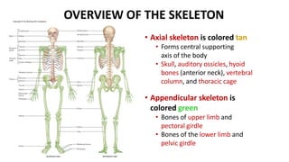 OVERVIEW OF THE SKELETON
• Axial skeleton is colored tan
• Forms central supporting
axis of the body
• Skull, auditory ossicles, hyoid
bones (anterior neck), vertebral
column, and thoracic cage
• Appendicular skeleton is
colored green
• Bones of upper limb and
pectoral girdle
• Bones of the lower limb and
pelvic girdle
Copyright © The McGraw-Hill Companies.
 