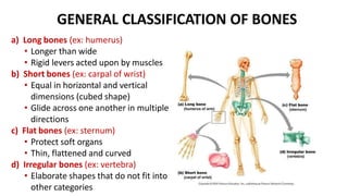 GENERAL CLASSIFICATION OF BONES
a) Long bones (ex: humerus)
• Longer than wide
• Rigid levers acted upon by muscles
b) Short bones (ex: carpal of wrist)
• Equal in horizontal and vertical
dimensions (cubed shape)
• Glide across one another in multiple
directions
c) Flat bones (ex: sternum)
• Protect soft organs
• Thin, flattened and curved
d) Irregular bones (ex: vertebra)
• Elaborate shapes that do not fit into
other categories
 