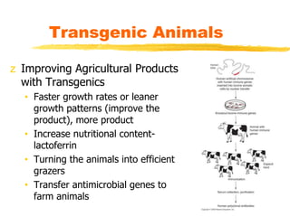 z Improving Agricultural Products
with Transgenics
• Faster growth rates or leaner
growth patterns (improve the
product), more product
• Increase nutritional content-
lactoferrin
• Turning the animals into efficient
grazers
• Transfer antimicrobial genes to
farm animals
Transgenic Animals
 