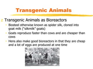 z Transgenic Animals as Bioreactors
• Biosteel otherwise known as spider silk, cloned into
goat milk (“silkmilk” goats)
• Goats reproduce faster than cows and are cheaper than
cows
• Hens also make good bioreactors in that they are cheap
and a lot of eggs are produced at one time
Transgenic Animals
 