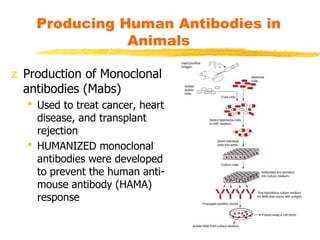 Producing Human Antibodies in
Animals
z Production of Monoclonal
antibodies (Mabs)
• Used to treat cancer, heart
disease, and transplant
rejection
• HUMANIZED monoclonal
antibodies were developed
to prevent the human anti-
mouse antibody (HAMA)
response
 
