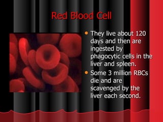 They live about 120 days and then are ingested by phagocytic cells in the liver and spleen.  Some 3 million RBCs die and are scavenged by the liver each second.  Red Blood Cell 