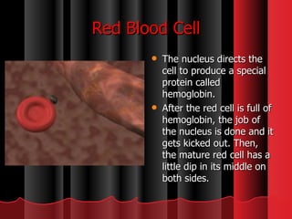 The nucleus directs the cell to produce a special protein called hemoglobin.  After the red cell is full of hemoglobin, the job of the nucleus is done and it gets kicked out. Then, the mature red cell has a little dip in its middle on both sides. Red Blood Cell 