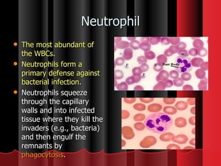 Neutrophil The most abundant of the WBCs.  Neutrophils form a primary defense against bacterial infection .  Neutrophils squeeze through the capillary walls and into infected tissue where they kill the invaders (e.g., bacteria) and then engulf the remnants by  phagocytosis .  