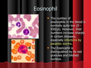Eosinophil The number of eosinophils in the blood is normally quite low (0 - 450/µl). However, their numbers increase sharply in certain diseases, especially  infections by parasitic worms.   The Eosinophil is distinguished by its red granules and bilobed nucleus.  