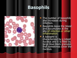 Basophils The number of basophils also increases during infection.  Basophils leave the blood and accumulate at the site  of infection or other inflammation . A basophil is characterized by a lobed nucleus and it is filled by large blue-black granules that sometimes cover the nucleus.   