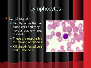 Lymphocytes Lymphocytes  Slightly larger than red blood cells and they have a relatively large nucleus  These are responsible for making antibodies.  Kill virus-infected cells and tumor cells  