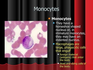 Monocytes Monocytes They have a horseshoe shaped nucleus or, in immature monocytes, they may have an indented nucleus.    Macrophages are large, phagocytic cells that engulf  foreign material (antigens) that enter the body  dead and dying cells of the body. 