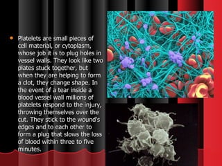 Platelets are small pieces of cell material, or cytoplasm, whose job it is to plug holes in vessel walls. They look like two plates stuck together, but when they are helping to form a clot, they change shape. In the event of a tear inside a blood vessel wall millions of platelets respond to the injury, throwing themselves over the cut. They stick to the wound's edges and to each other to form a plug that slows the loss of blood within three to five minutes. 
