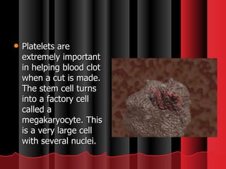 Platelets are extremely important in helping blood clot when a cut is made. The stem cell turns into a factory cell called a megakaryocyte. This is a very large cell with several nuclei.  