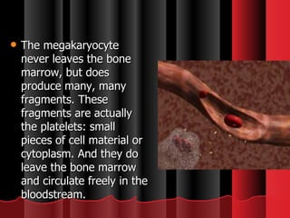 The megakaryocyte never leaves the bone marrow, but does produce many, many fragments. These fragments are actually the platelets: small pieces of cell material or cytoplasm. And they do leave the bone marrow and circulate freely in the bloodstream.  