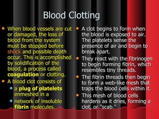 Blood Clotting A clot begins to form when the blood is exposed to air. The platelets sense the presence of air and begin to break apart.  They react with the fibrinogen to begin forming fibrin, which resembles tiny threads.  The fibrin threads then begin to form a web-like mesh that traps the blood cells within it.  This mesh of blood cells hardens as it dries, forming a clot, or "scab."  When blood vessels are cut or damaged, the loss of blood from the system must be stopped before  shock  and possible death occur. This is accomplished by solidification of the blood, a process called  coagulation  or clotting. A blood clot consists of  a  plug of platelets  enmeshed in a  network of insoluble  fibrin  molecules.  