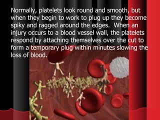 Normally, platelets look round and smooth, but when they begin to work to plug up they become spiky and ragged around the edges.  When an injury occurs to a blood vessel wall, the platelets respond by attaching themselves over the cut to form a temporary plug within minutes slowing the loss of blood. 