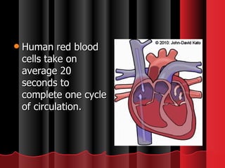 Human red blood cells take on average 20 seconds to complete one cycle of circulation. 