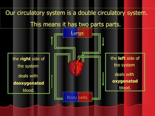 Our circulatory system is a double circulatory system.  This means it has two parts parts.  the  right  side of the system  deals with  deoxygenated  blood. the  left  side of the system  deals with  oxygenated  blood. Lungs Body cells 