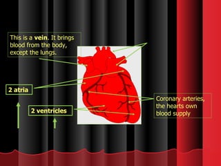 This is a  vein . It brings blood from the body, except the lungs. Coronary arteries, the hearts own blood supply 2 atria 2 ventricles 