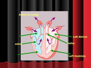 Left Ventricle Left Atrium valve Artery to Lungs valve 