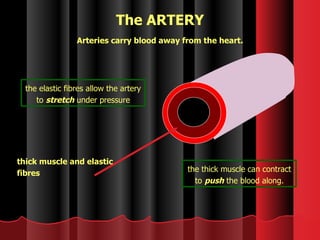 The ARTERY thick muscle and elastic fibres Arteries carry blood away from the heart. the elastic fibres allow the artery to  stretch  under pressure the thick muscle can contract to  push  the blood along. 
