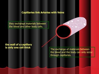 Capillaries link Arteries with Veins the wall of a capillary is only one cell thick they exchange materials between the blood and other body cells. The exchange of materials between the blood and the body can only occur through capillaries. 