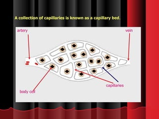 artery vein capillaries body cell A collection of capillaries is known as a  capillary bed . 
