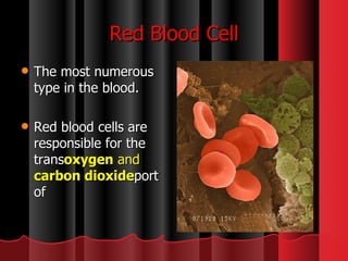 Red Blood Cell The most numerous type in the blood.  Red blood cells are responsible for the trans oxygen  and  carbon dioxide port of 