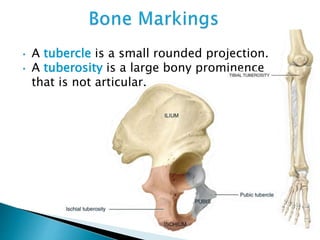 • A tubercle is a small rounded projection.
• A tuberosity is a large bony prominence
that is not articular.
 