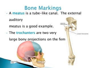 • A meatus is a tube-like canal. The external
auditory
meatus is a good example.
• The trochanters are two very
large bony projections on the femur.
 