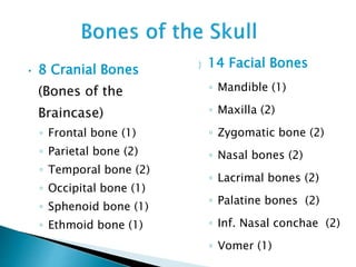 • 8 Cranial Bones
(Bones of the
Braincase)
◦ Frontal bone (1)
◦ Parietal bone (2)
◦ Temporal bone (2)
◦ Occipital bone (1)
◦ Sphenoid bone (1)
◦ Ethmoid bone (1)
 14 Facial Bones
◦ Mandible (1)
◦ Maxilla (2)
◦ Zygomatic bone (2)
◦ Nasal bones (2)
◦ Lacrimal bones (2)
◦ Palatine bones (2)
◦ Inf. Nasal conchae (2)
◦ Vomer (1)
 