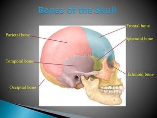 Parietal bone
Frontal bone
Occipital bone
Temporal bone
Sphenoid bone
Ethmoid bone
 
