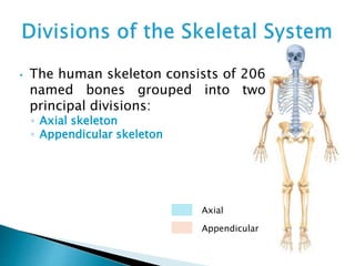 • The human skeleton consists of 206
named bones grouped into two
principal divisions:
◦ Axial skeleton
◦ Appendicular skeleton
Axial
Appendicular
 