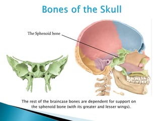 The rest of the braincase bones are dependent for support on
the sphenoid bone (with its greater and lesser wings).
The Sphenoid bone
 