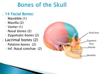  14 Facial Bones:
◦ Mandible (1)
◦ Maxilla (2)
◦ Vomer (1)
◦ Nasal bones (2)
◦ Zygomatic bones (2)
 Lacrimal bones (2)
◦ Palatine bones (2)
◦ Inf. Nasal conchae (2)
Maxilla
Mandible
Zygomatic
bone
Nasal bones
 